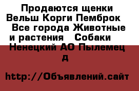 Продаются щенки Вельш Корги Пемброк  - Все города Животные и растения » Собаки   . Ненецкий АО,Пылемец д.